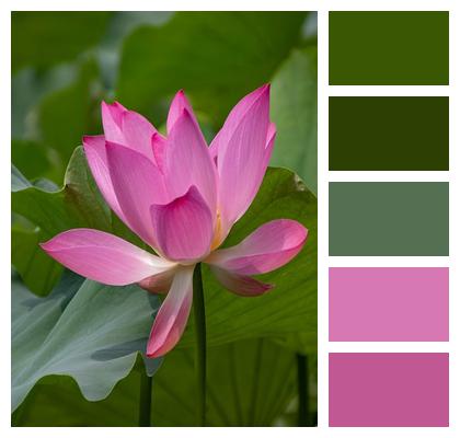 Blossom Bloom Pond Flora Image