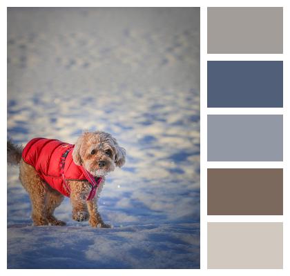 Fur Cloudy Animal Outside Image