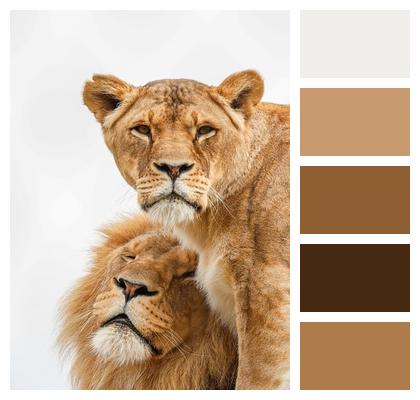 Lion Predator Animal Nature Image