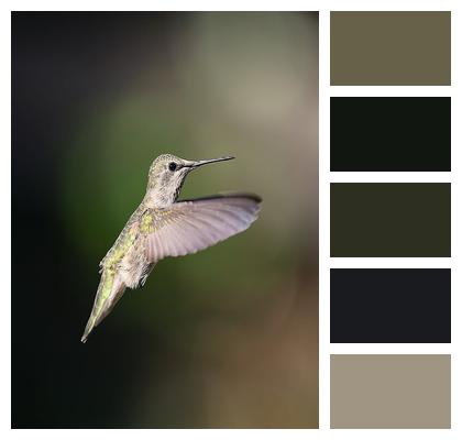 Bird Hummingbird Avian Annas Hummingbird Image