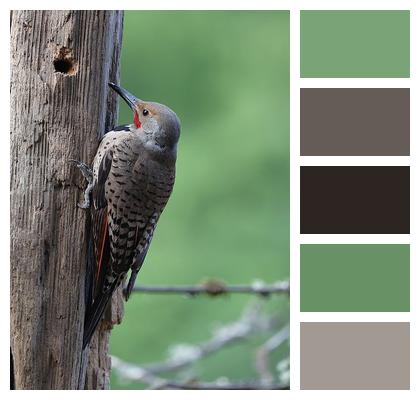 Wood Sitting Nature Bird Image