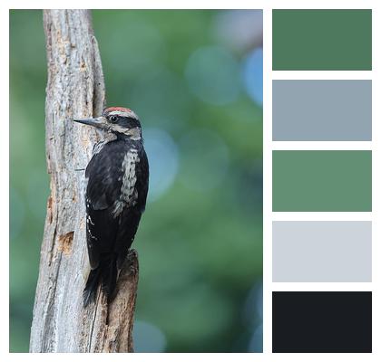 Plumage Woodpecker Perched Bird Image