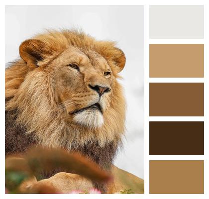 Lion Predator Animal Nature Image