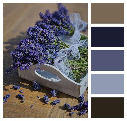 Summer Herbal Medicine Healing Herbs Purple Flowers Image