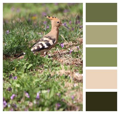 Meadow Avian Bird Spring Image