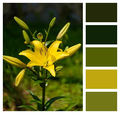 Outdoor Beautiful Flowers Flower Background Lily Image