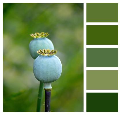 Seed Pod Capsule Fruit Green Poppy Plant Image