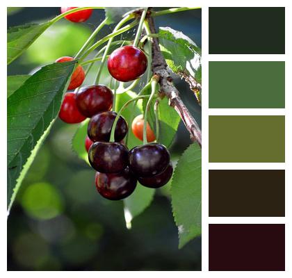 Fresh Healthy Cherry Tree Fruit Tree Image