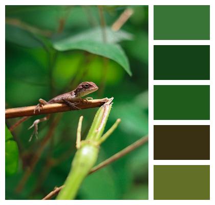 Garden Iguana Brown Jungle Image