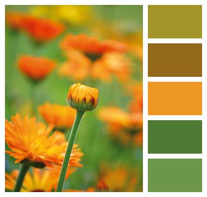 Medicinal Plant Flower Wallpaper Marigold Summer Image