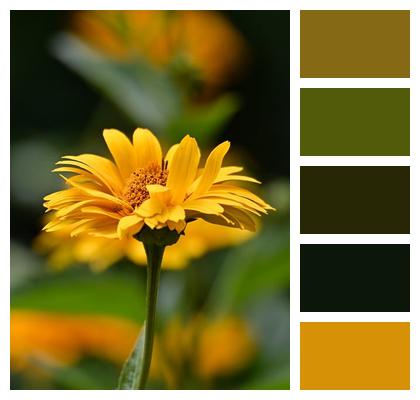 Close Up Nature Flower Background Flower Image