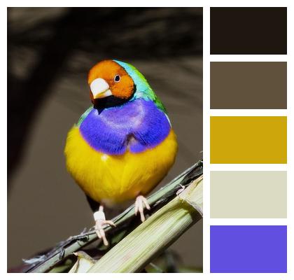 Australian Bird Colourful Bird Wildlife Australia Image