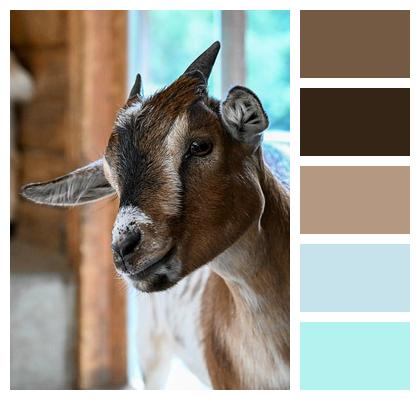 Goat Nature Cattle Mammal Image