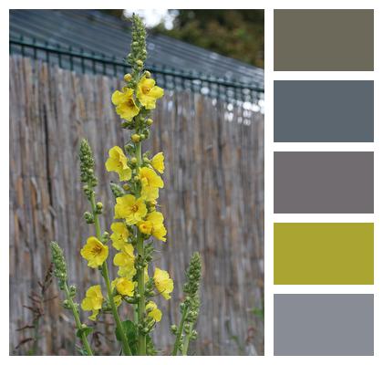 Mullein Yellow Plant Image