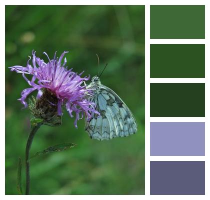 Butterfly Nature Edelfalter Blossom Image