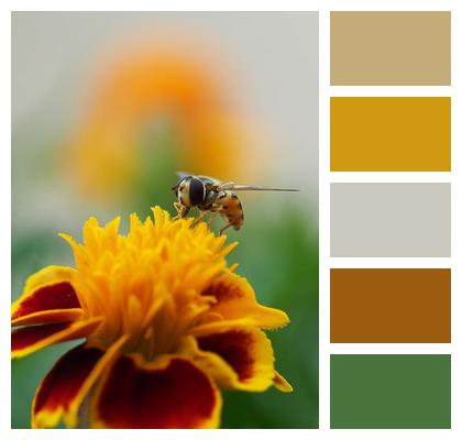 Garden Mobile Wallpaper 4K Pollination Flower Image
