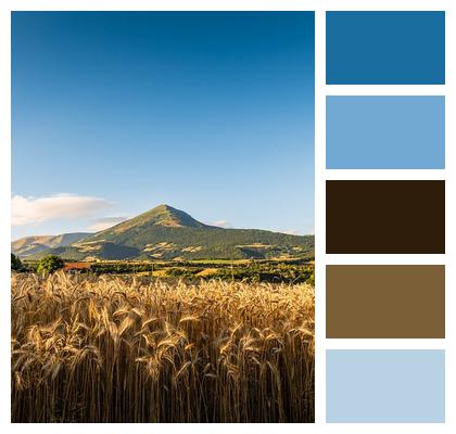 Nature France Sorghum Barley Field Image