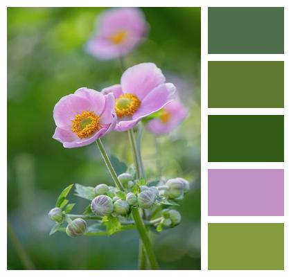 Plant Beautiful Flowers Anemone Pink Image
