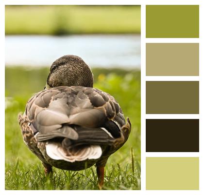 Close Up Animal Ornithology Lake Image