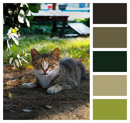 Pet Tabby Street Animal Nature Image