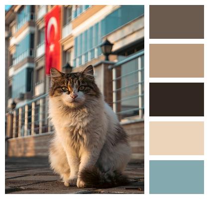 Turkish Flag Street Animal Nature Animal Image