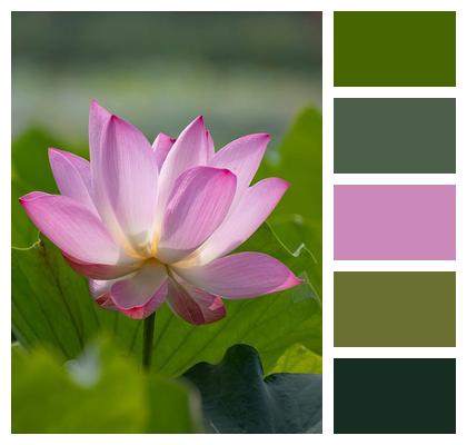 Flower Plant Summer Bloom Image