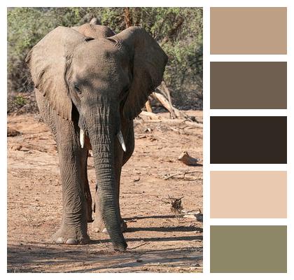 Trunk Elephant Footsteps Africa Image