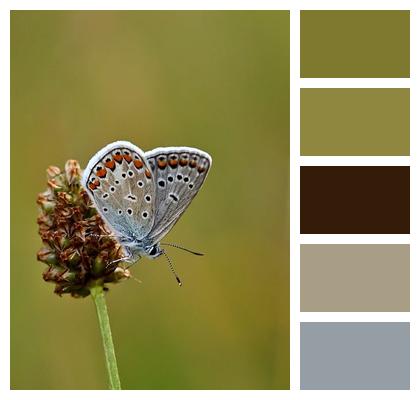 Blade Of Grass Butterfly Summer Close Up Image