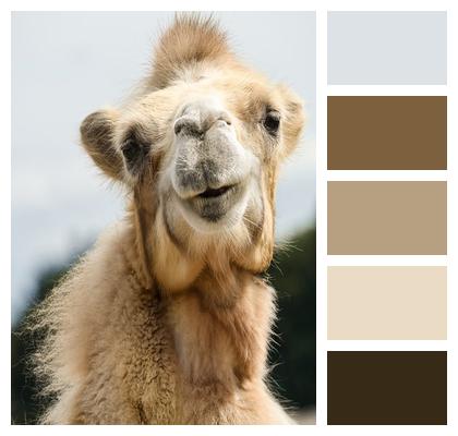 Animal Sanctuary Sanctuary Animal Welfare Good Aiderbichl Image