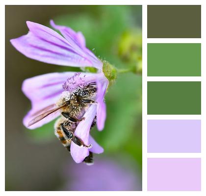 Macro Petals Pollination Nature Image
