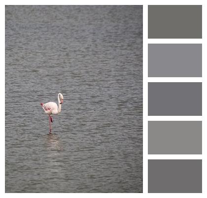 Bird Nature Species Ornithology Image