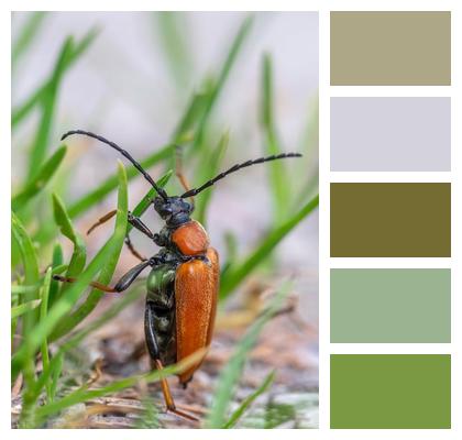 Invertebrate Close Up Nature Wildlife Image