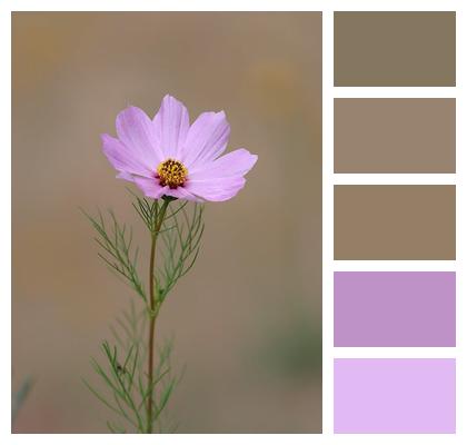 Bloom Petals Cosmos Flower Garden Image