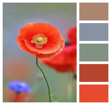 Flora Beautiful Flowers Flower Flower Wallpaper Image
