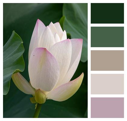 Beautiful Flowers Lotus Summer Plant Image