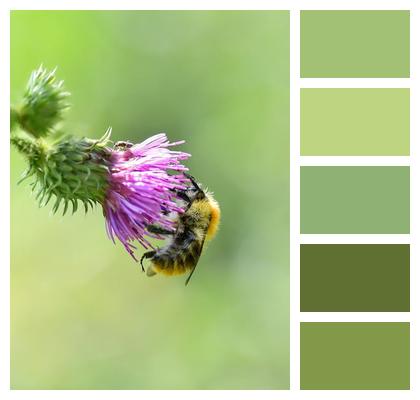 Pollination Insect Nature Forage Image