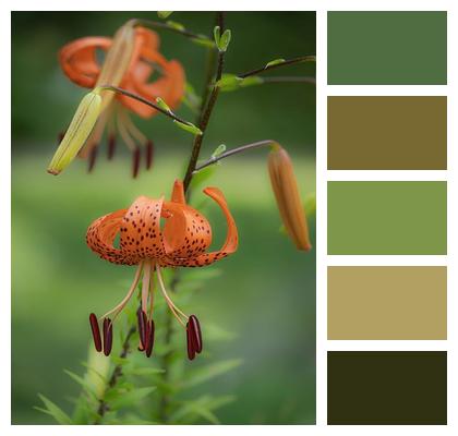 Orange Tiger Lily Blossom Plant Image