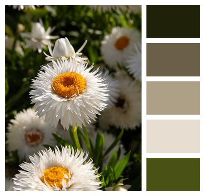 Garden Flower Background Flower Wallpaper Flower Image