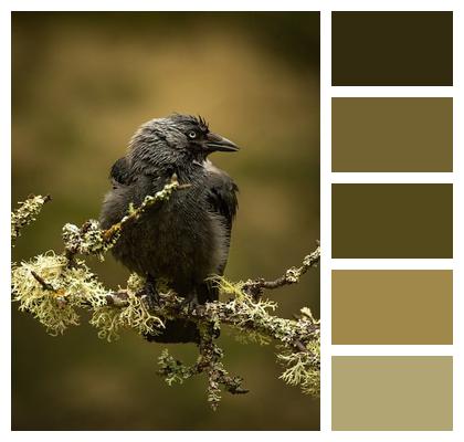 Bird Feathers Corvids Vogel Image