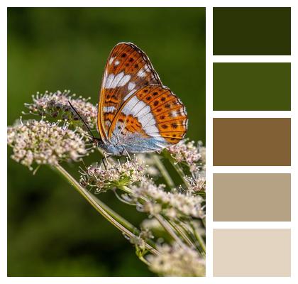 Nature Wildlife Fragility White Admiral Image