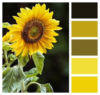 Summer Botany Bloom Flora Image