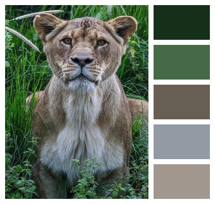 Nature Predator Animal Lion Image