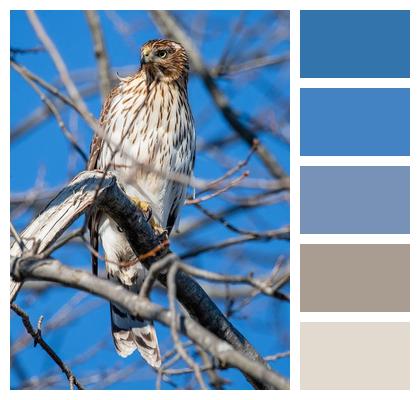Wildlife Tree Animal Bird Image