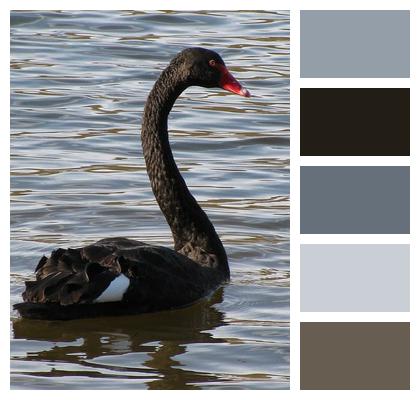 Bird Black Water Nature Image