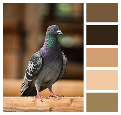 Bird Ornithology Bird Watching Sitting Image