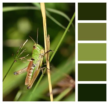 Summer Meadow Green Insect Grasshopper Image
