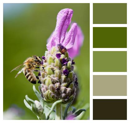 Flower Background Bee Lavender Flower Wallpaper Image