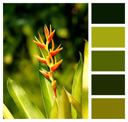 Flora Nature Heliconia Flower Image