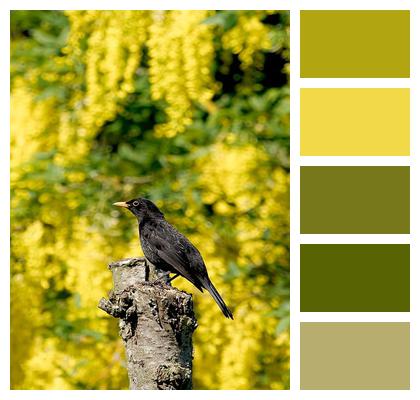 Foliage Flora Vegetation Avian Image