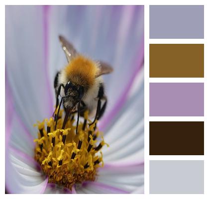 Beautiful Flowers Blossom Jewelry Basket Insect Image